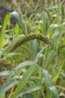 Setaria italica - foxtail millet