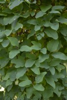Akebia trifoliata - Three leaved akebia, foliage. 