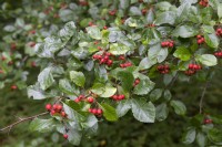 Crataegus x prunifolia - 'MacLeod' - Hawthorn berries