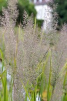 Calamagrostis brachytricha - foxtail grass