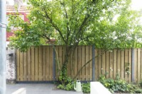 Multi-stem tree near wooden fence.