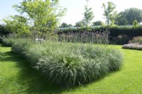 Central border with grasses and Verbena and trees in the middle of the lawn.