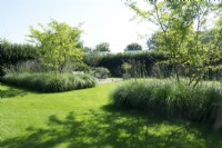 Central borders with grasses, Verbena and trees in the middle of the lawn.