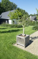 Wooden container with Olive tree in front of borders with grasses and Verbena in the middle of the lawn.