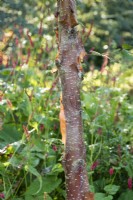Betula utilis 'Dark Ness' - Himalayan Birch tree bark in autumn