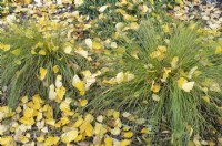 Carex Testacea - Orange New Zealand sedge and fallen black birch tree leaves in autumn