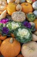 Brassica Oleracea and Cucurbita pepo - Pumpkins, gourds, squash and decorative cabbage on display at RHS Wisley gardens in autumn