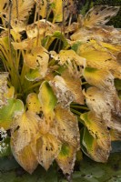 Hosta Francee - Plantain Lily decaying in autumn