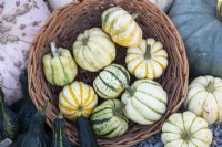Cucurbita pepo - Small decorative pumpkins on display at RHS Wisley gardens in autumn