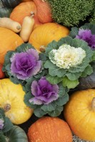 Brassica Oleracea and Cucurbita pepo - Decorative cabbages, Pumpkins, Gourds and Squash on display at RHS Wisley gardens in autumn