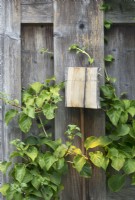 Handmade wooden lighting hanging at fence near the climber.