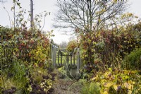 Gate out of a garden framed by roses, fennel and sedums in November