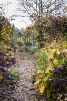 Gravel path leading to a wooden gate out of a garden framed by roses, fennel and sedums in November