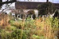 Autumn planting in a country garden including Cornus 'Midwinter Fire', box and grasses in November