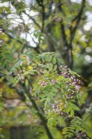 Sorbus pseudohupehensis in October