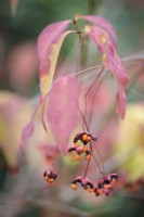 Euonymus oxyphyllus in October