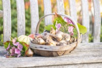 Wooden trug full of bulbs next to Squashes and Hydrangea flowers on a wooden bench