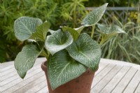 Arum pictum 'Primrose Warburg' growing in a terracotta pot