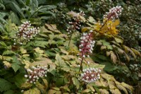 Actaea pachypoda - white baneberry
