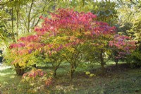 Neoshirakia japonica at Hergest Croft Gardens, Herefordshire in October