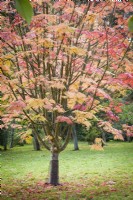 Sorbus ulleungensis 'Olympic Flame' in October