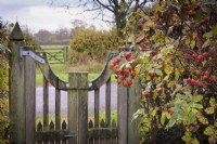 Wooden gate with view of countryside beyond. In foreground Rosa 'Scharlachglut' in November