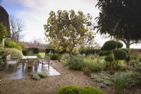 Country garden in November with seating area framed by trees and shrubs including a cloud pruned Luma apiculata, myrtle.