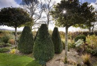 Clipped yews and lollipop Crataegus Ã— lavalleei 'Carrierei' amongst herbaceous and grassy plants in a country garden in November