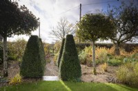 Clipped yews and lollipop Crataegus crus-galli in a country garden in November