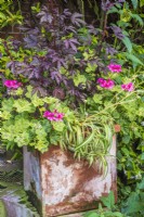 Pelargonium 'Crocodile' in terracotta container with Chlorophytum comosum and purple foliage plant