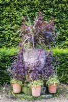 Large decorative stone urn with purple cordyline, purple foliage and Chlorophytum comosum surrounded by smaller terracotta pots of same foliage