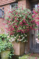 Standard Fuchsia underplanted with Begonias and Tradscantia in terracotta container flanking front door.