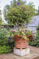 Large terracotta pot with standard Solanum rantonnetti underplanted with Petunias, Verbenas, Helichrysum and Senecios