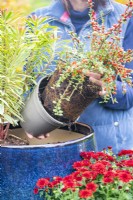 Woman removing Cotoneaster horizontalis from its pot