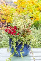 Autumn container arrangement containing Euphorbia, Chrysanthemums, Indian mint and Cotoneaster horizontalis