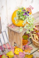 Pumpkin being used as a plant pot containing Violas and Ivy