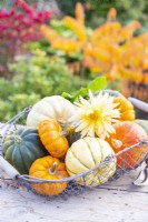 Wire basket full of Squashes and a Dahlia flower