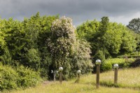 Avenue of stainless steel globes mounted on wooden pillars in the meadow. Rosa 'Belvedere' in centre of image. July, Summer.