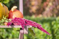 Amaranthus caudatus flowers next to a Squash and a pumpkin on a wooden chair