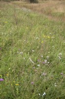 Flora rich chalk downland in southern UK