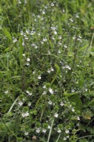 Euphrasia nemorosa - Common Eyebright - parasitic wild plant