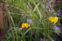 Chalk hill blue butterfly - Polyommatus coridon with the larval food plant Horseshoe Vetch - Hippocrepis comosa