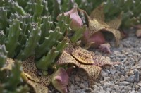 Orbea variegata syn. Stapelia variegata - Starfish Plant