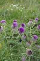 Cirsium eriophorum - the woolly thistle on exposed chalky downland in Southern UK