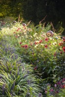 A border of summer bedding including Dahlias and Salvias edged with Liriope muscari in October.