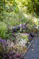 Border containing autumn flowering plants including Saxifraga fortunei, Sedums, Asters and Japanese anemones in October