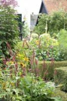 Sunflowers and Persicaria in flower border.