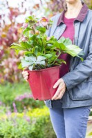Woman carrying a potted Helleborus 'Early Rose'