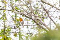 Robin in a tree
