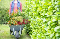 Woman pushing a wheelbarrow full of plants